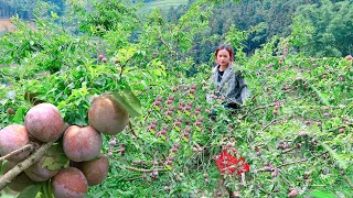 Harvest plums in the garden and bring them to the market to sell and buy rice - Ly Thi Ca Ep.11