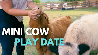 Grooming & Playing with Mini Cows!