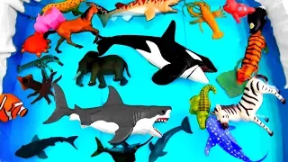 Wild Animals Learning for Kids With Safari Ocean Sea Animals