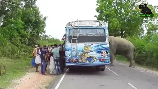 A severe elephant attack on a bus  People fall down in fear     17