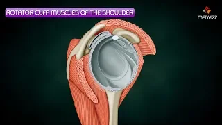 Rotator cuff muscles Anatomy - HD Animation