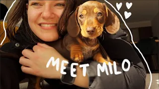 Bringing Home My Puppy - Miniature Dachshund