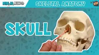 Skull Anatomy - Older Version