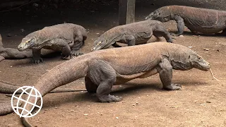 Komodo National Park, Indonesia  [Amazing Places 4K]