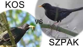 kos vs szpak