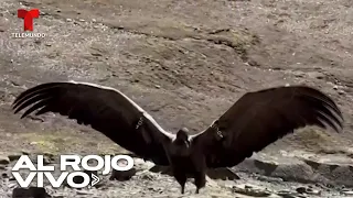 Hembra de cóndor vuela hacia la libertad tras dos meses de rehabilitación en Bolivia