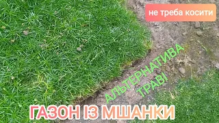 Газон з моховинки(мшанки) шилоподібної||Власноруч||За 2 сезони||Альтернатива класичному||Без стрижки