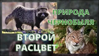 Как 35 лет без человека превратили Чернобыль в цветущий заповедник