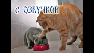 Смешные коты с ОЗВУЧКОЙ--2!!! СМЕШНО!!!