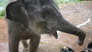 Baby Elephant Attack