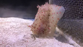 エサを食べる希少ウミウシ ハナデンシャ【越前松島水族館】