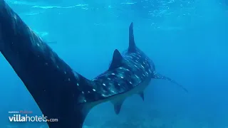 Sun Island Resort & Spa. Плавание с китовыми акулами
