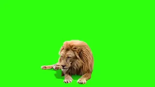 Male Lion Best Green Screen ( Download Link in Description)