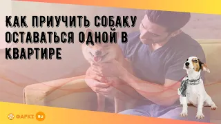 Как приучить собаку оставаться одной в квартире