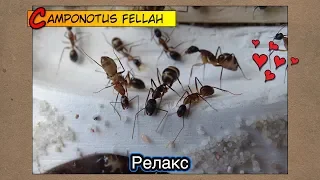 Муравьиный релакс ● Camponotus fellah