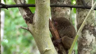Tarsiers Sanctuary In Bohol Island HD - World's Smallest Primate