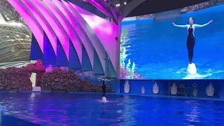 Лучшие моменты шоу дельфинов в Приморском океанариуме (Владивосток)