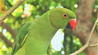 Parrot Chirping Sounds | Natural Parrot Sounds | Parrot Calling Sounds ||