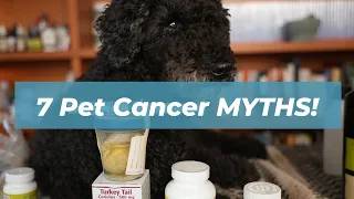 7 Shocking Myths About Dog and Cat Cancer - What You Need to Know