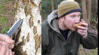 How to Tap Birch Tree Sap - Bushcraft tutorial