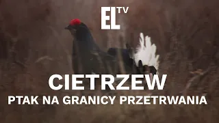 Cietrzew - ptak na granicy przetrwania