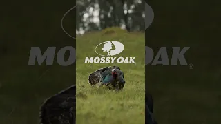 Picturesque Strut | Wild Turkey | Mossy Oak Moments