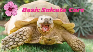 Basic Sulcata Tortoise (Tiptoe) Care