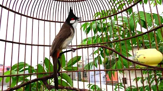 Luyện Chào Mào Non Học Giọng Rừng Tiếng Chào Mào Sông Kôn Hay