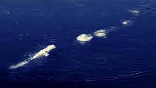 These Guys Were Filming In Alaska When They Captured What Looks Like A Mysterious Giant Sea Monster