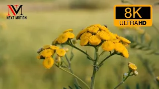 The Most Beautiful Flowers Collection 8K ULTRA HD Next Motion