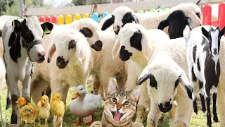 Goats and cows, animal sounds, rabbits, little sheep, chicks, ducks, goats
