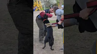 👍Training a powerful grip on a young German Shepherd. Dog training. #СТРАЖ  GUARD Odessa