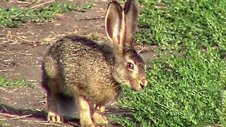 Резвый заяц, но пугливый || The hare is playful, but shy