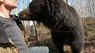 Военная тайна медведицы.