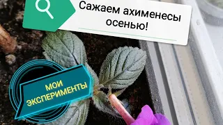 Сажаем ахименесы осенью, чтобы весной просто достать и всё! Зимовка ахименесов в земле - результаты!