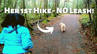 Trail Dog Training Hiking Mt Work | Saanich BC