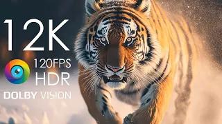 Animal Hunter - 8K (60fps) Ultra HD - With natural sounds (color dynamic)