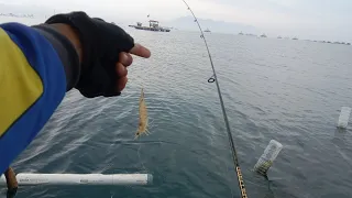 Berani Mencoba!!! ini yg terjadi, ketika mancing pakai Udang hidup