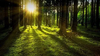 Morning Magic: Beautiful Relaxing Music to Start Your Day | Soothing Sounds for Serene Mornings!