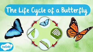 The Life Cycle of a Butterfly | Learn the Four Stages of the Butterfly Life Cycle 🦋