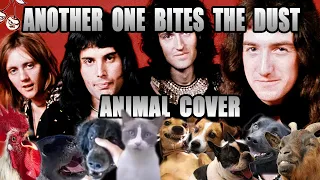 Queen - Another One Bites The Dust (Animal Cover)