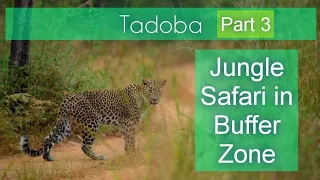 Tadoba Jungle Safari (Buffer Zone) Part 3 | आम्ही पाहिलेला बिबट्या 🐆 Tadoba @TravelwithRupesh