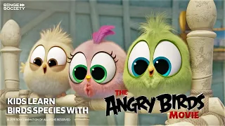 Learning with The Angry Birds Movie | KIDS LEARN | Binge Family