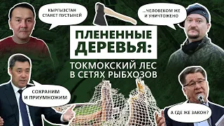 Как ФОРЕЛЕВЫЕ ФЕРМЫ УНИЧТОЖАЮТ ТОКМОКСКИЙ ЛЕС?  Расследование редакции "Апрель"