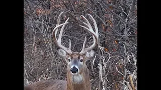 Monsters are Real!  They're still out there too!! GIANT BUCKS