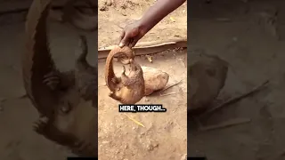 This STRANGE CREATURE was FOOD in The Congo… 😳