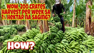 Paano Mag-Alaga ng Lakatan na Saging | 200 Crates Harvest/week sa 1 1⁄2  Hektar