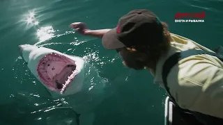 Самые большие акулы