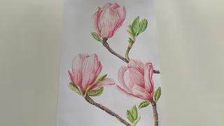 Как нарисовать цветок. Рисуем магнолию.Пошагово.Цветными карандашами.Для начинающих.