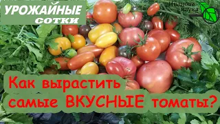 ТОЛЬКО ТАК можно вырастить ВКУСНЫЕ томаты. Простые правила для вкуса и пользы овощей.